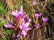 33 Gentianella anisodonta (Genzianella anisodonta)